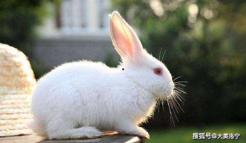 娱乐圈吃瓜第一线十尾兔,十尾兔带你探秘吃瓜第一线