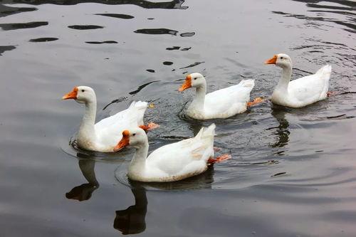 八鹅吃瓜菌会火不空娱乐,娱乐界的奇妙现象解析