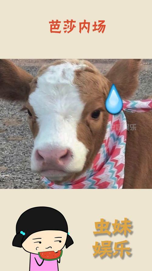 娱乐吃瓜酱二哈,揭秘娱乐圈那些不为人知的幕后故事