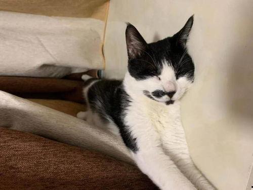 娱乐吃瓜酱男朋友不如猫,揭秘娱乐圈中的“喵星人”魅力